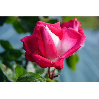 Rosier Hybride de Thé Guillot® - Ville de Villeurbanne - ©Roses Guillot®