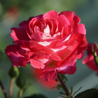 Rosier Hybride de Thé Guillot® - Ville de Villeurbanne - ©Roses Guillot®