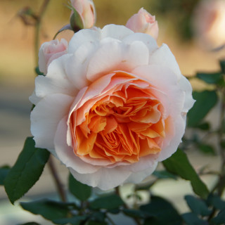 Rosier Générosa® - Xavier de Fraissinette - ©Roses Guillot®