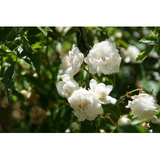 Rosier ancien - Yvonne Rabier - ©Roses Guillot®
