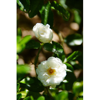 Rosier ancien - Yvonne Rabier - ©Roses Guillot®