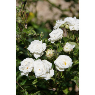 Rosier ancien - Yvonne Rabier - ©Roses Guillot®