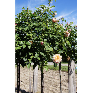 Chantal Ladesou® - Terre des Roses Guillot