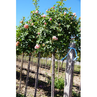 Chantal Ladesou® - Terre des Roses Guillot