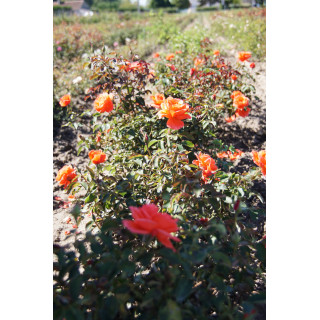 Rosier Hybride de Thé Guillot® - Candelabra®