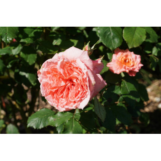 Rosier Hybrides de Thé Guillot® -  Institut Lumière - ©Roses Guillot®