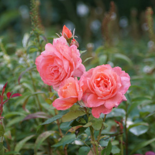 Rosier Hybrides de Thé Guillot® -  Institut Lumière - ©Roses Guillot®
