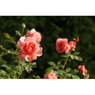Rosier Hybrides de Thé Guillot® -  Institut Lumière - ©Roses Guillot®