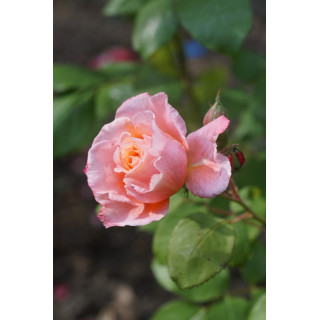 Rosier Hybrides de Thé Guillot® -  Institut Lumière - ©Roses Guillot®