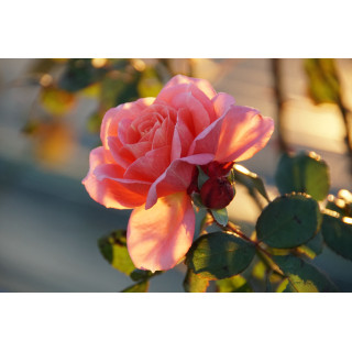 Rosier Hybrides de Thé Guillot® -  Institut Lumière - ©Roses Guillot®