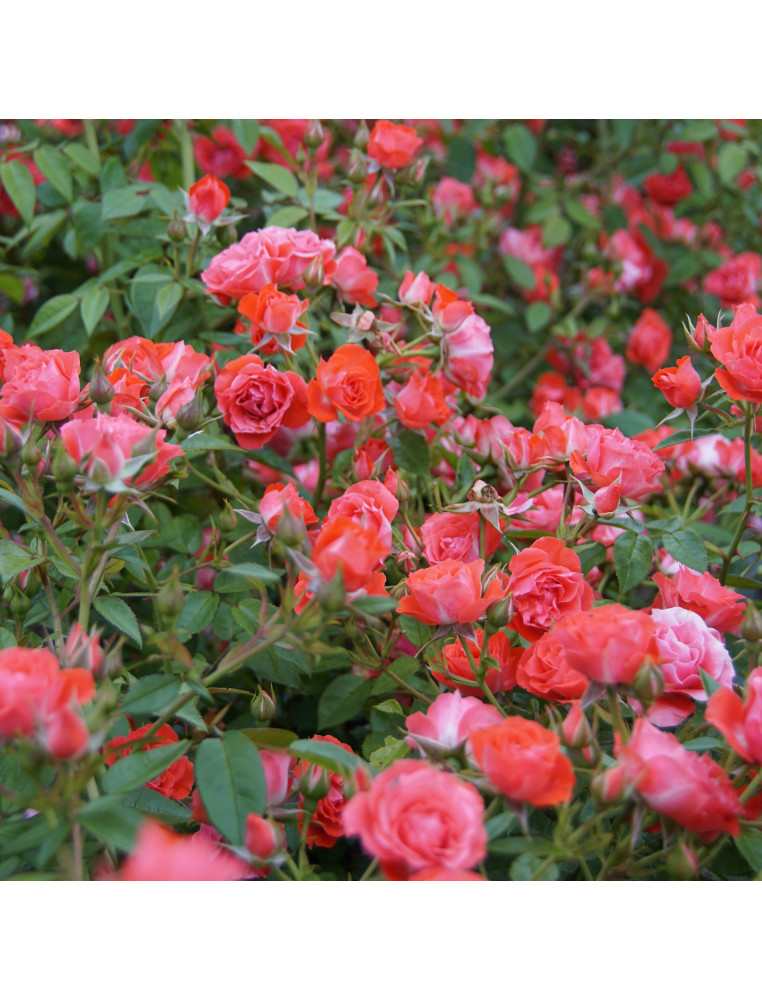 Terre de Roses® - Honneur et Agriculture®- ©Roses Guillot®