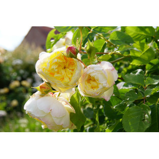 Rosier Guillot® Générosa® - L'Intemporelle Mailly Grand Cru - ©Roses Guillot®