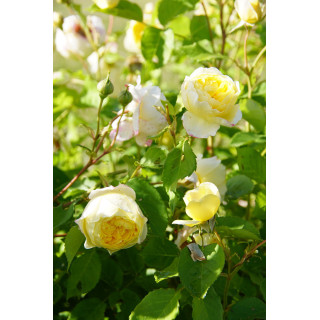 Rosier Guillot® Générosa® - L'Intemporelle Mailly Grand Cru - ©Roses Guillot®