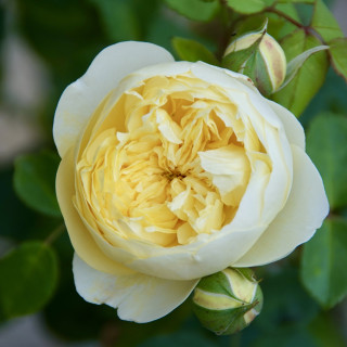 Rosier Guillot® Générosa® - L'Intemporelle Mailly Grand Cru - ©Roses Guillot®