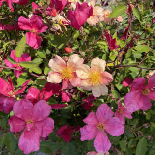 Rosa Sinensis 'Mutabilis'