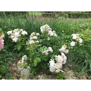 Mignonette - Rosier Ancien - ©Roses Guillot®