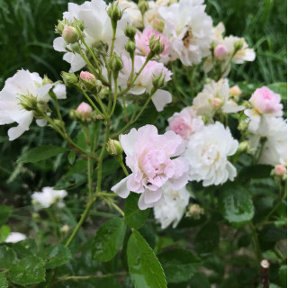 Mignonette - Rosier Ancien - ©Roses Guillot®