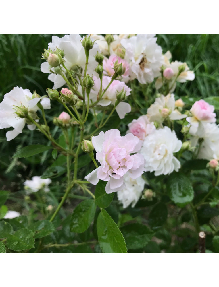 Mignonette - Rosier Ancien - ©Roses Guillot®