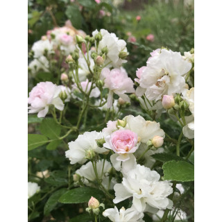 Mignonette - Rosier Ancien - ©Roses Guillot®