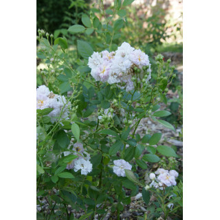 Mignonette - Rosier Ancien - ©Roses Guillot®