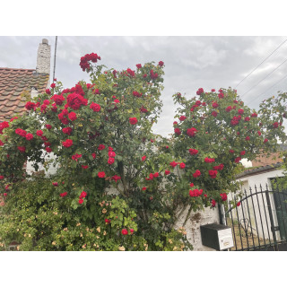 Rosier ancien Cœur du village - ©Roses Guillot®