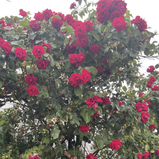 Rosier ancien Cœur du village - ©Roses Guillot®