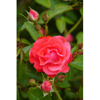 Terre des Roses® - Honneur et Agriculture®- ©Roses Guillot®