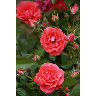 Terre des Roses® - Honneur et Agriculture®- ©Roses Guillot®
