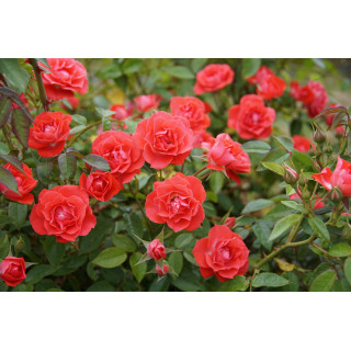 Terre des Roses® - Honneur et Agriculture®- ©Roses Guillot®