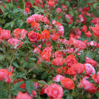 Terre des Roses® - Honneur et Agriculture®- ©Roses Guillot®