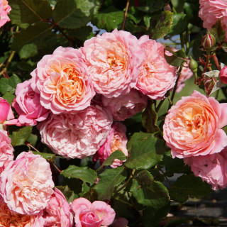 Rosier Générosa® - Prix P.J. Redouté - ©Roses Guillot®