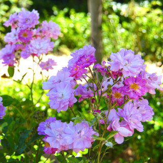 Rosier ancien - Raymond Privat - ©Roses Guillot®