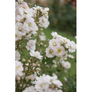 Rosa Bonheur® - Rosier Terre des Roses® -  Guillot®