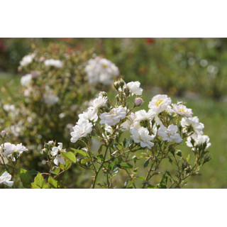 Rosa Bonheur® - Rosier Terre des Roses® -  Guillot®