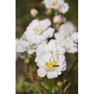 Rosa Bonheur® - Rosier Terre des Roses® -  Guillot®