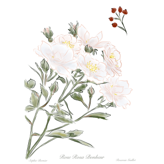 Rosa Bonheur® - Rosier Terre des Roses® -  Guillot®