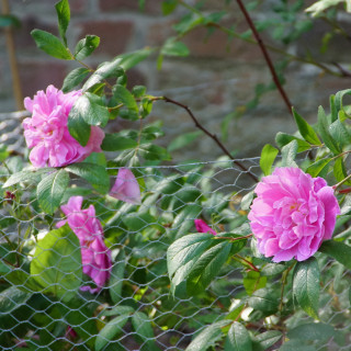 Rosier Ancien - Thérèse Bugnet - ©Roses Guillot®
