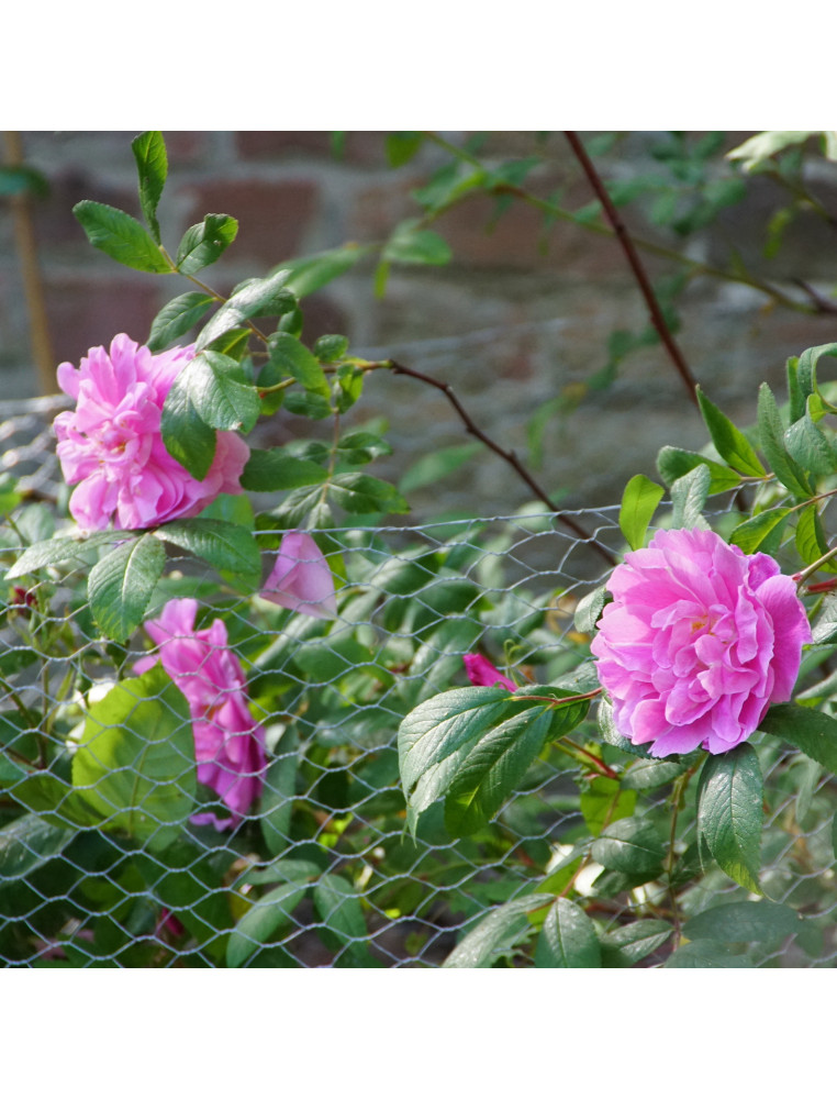 Rosier Ancien - Thérèse Bugnet - ©Roses Guillot®