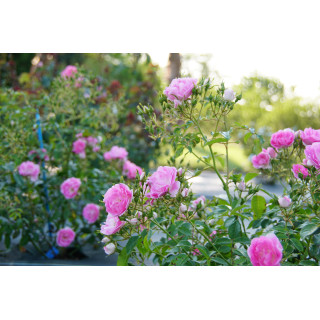 Terre des Roses® - Yves Duteil - ©Roses Guillot®
