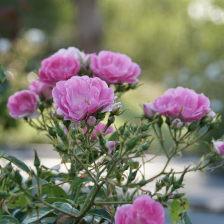 Terre des Roses® - Yves Duteil - ©Roses Guillot®