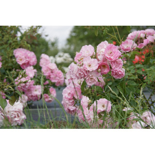 Terre des Roses® - Yves Duteil - ©Roses Guillot®