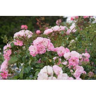 Terre des Roses® - Yves Duteil - ©Roses Guillot®