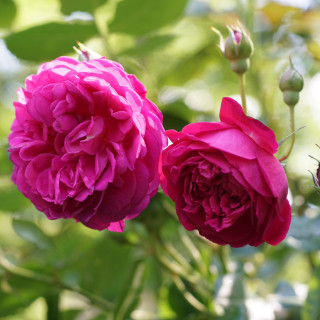 Rosier Guillot® Générosa® - Cybelle® - ©Roses Guillot®