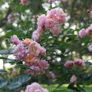 Rosier ancien - Cornélia - ©Roses Guillot®