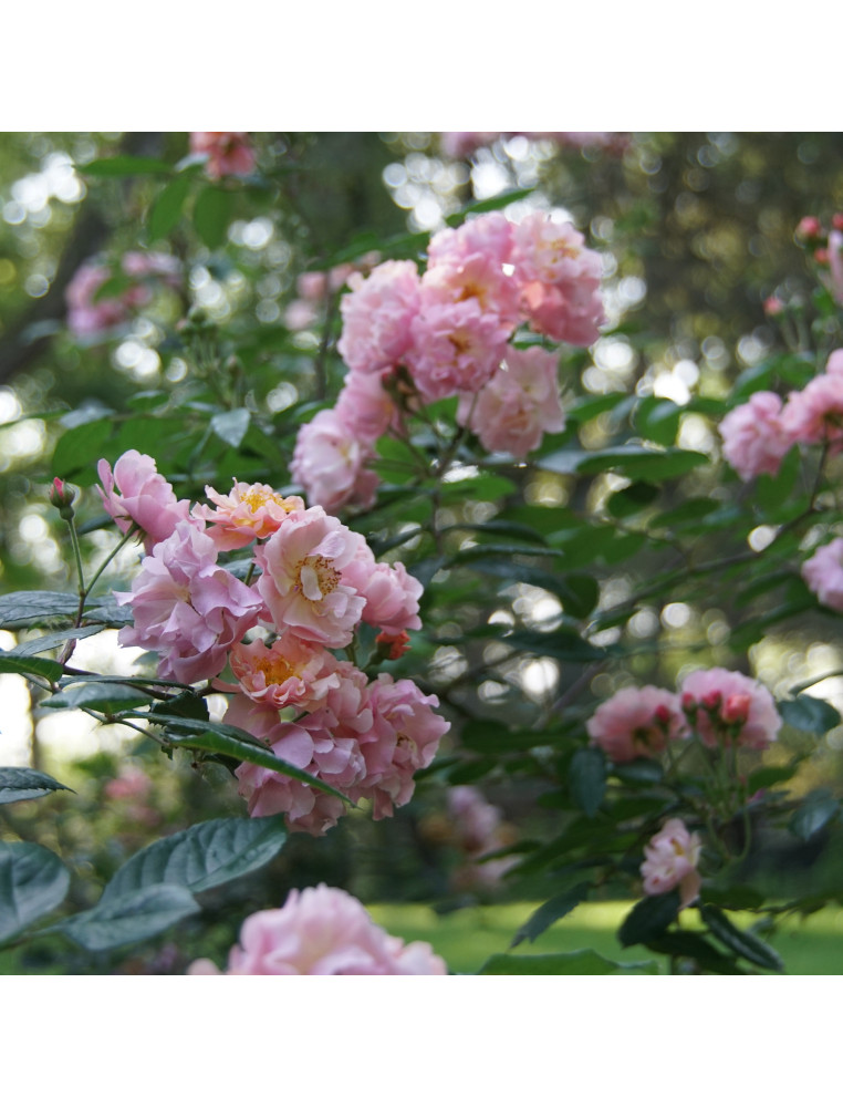 Rosier ancien - Cornélia - ©Roses Guillot®