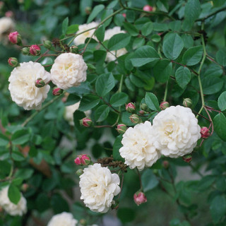 Rosier Liane ancien - Félicité Perpétue - ©Roses Guillot®