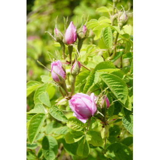 Ros de Damas - Rose ancienne - ©Rose Guillot®