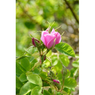 Ros de Damas - Rose ancienne - ©Rose Guillot®