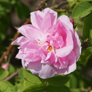 Ros de Damas - Rose ancienne - ©Rose Guillot®