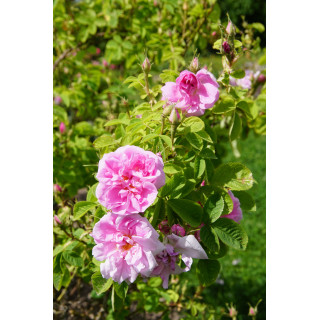 Ros de Damas - Rose ancienne - ©Rose Guillot®